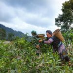 woman picking fruits under gray sky