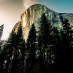 pine trees near mountain