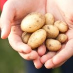 person holding brown stones