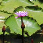 close up photography of purple water lily in bloom